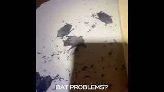 Bat Problems? | Alpha Wildlife Memphis