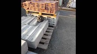 Кошка Туська доела кашу, потому что рядом собака Шельма. Это жадность.