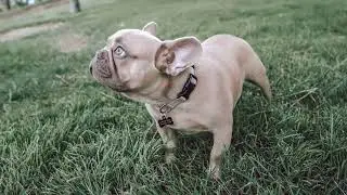 Exotic isabella french bulldog arrives to san diego from europe