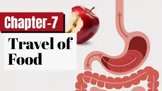 The Journey of Food: Inside Your Digestive System! | Class 10 Biology