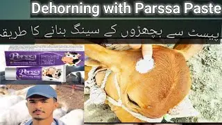 Dehorning of calves|| Dehorning of calf || Dehorning with paste || Dr Muzammal veterinarian||