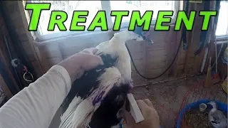 Treating The Injured Duck #82 Ducks & Winter 2016-17