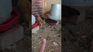I gave my Friend Fertile Eggs and a Broody Hen Hatch a few too. #chickens #short #shortvideo #chicks