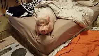 Sammy The Mini Pig throws a TANTRUM because breakfast is not coming fast enough!