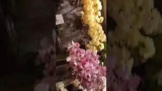 Interior Design Flowers designer wall,  Beautiful Interior designing