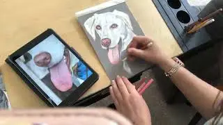 End Timelapse of Kilo the Lab