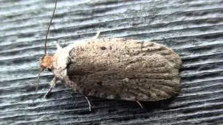 Tortricid Moth (Tortricidae: Agonopterix argillacea) on Wall