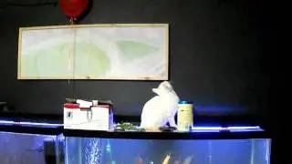 Lilly Fish