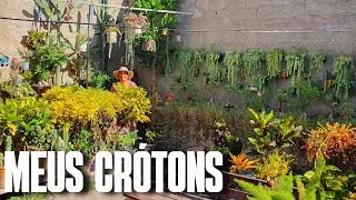 CRÓTONS: MINHA COLEÇÃO COM 20 ESPÉCIES DE CRÓTONS NO SOL | PLANTA VERSÁTIL | DA SOMBRA AO SOL PLENO