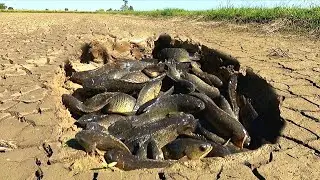 OMG ! Catch fish in ponds in the rice fields. Plenty in the dry season.