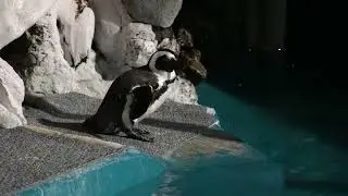 ケープペンギン　２