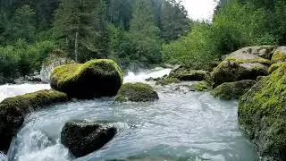 Whispering Forests (Enchanted Moss & Gentle Waters (Nature Ambience)
