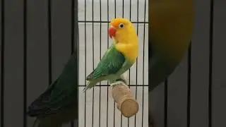 Sapphire Bird #birds #lovebirds #indonesia #lovebirdslovers #lovebirdsfarming #sapphire