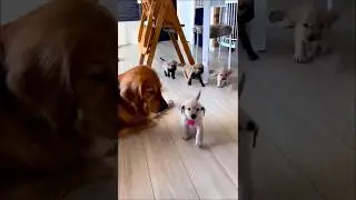 cute dog and puppies video #puppy #dog #dogs #goldenretriever #trending #pets #doglover #shorts