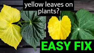 EASY FIX! Yellow Leaves on Plants? (Tomato, Cucumber, etc)
