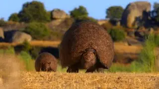 Life On Our Planet [2023] - Doedicurus Mother & Calf Screen Time