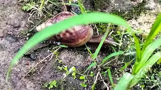 “Happy Snail Adventures #24 Fun Learning for Kids”
