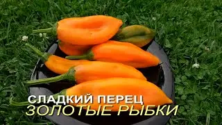 Сладкий перец ЗОЛОТЫЕ РЫБКИ. Обзор сортов ПЕРЦА!