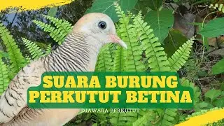 Suara Burung Perkutut Betina | Djawara Perkutut