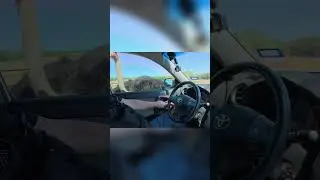 Man and Ostrich: Epic Car Window Encounter! Will it Bite? #shorts