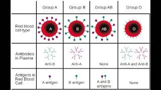 Blood Groups & Rh Compatibility