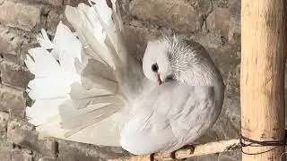 Beautiful Fancy Pigeons 🕊️ | Colorful & Healthy Fancy Pigeon Pair