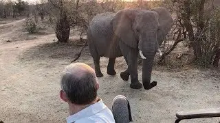 Timbavati Highlights