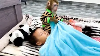 Monkey Kaka covers Diem with a blanket to sleep when mom is busy