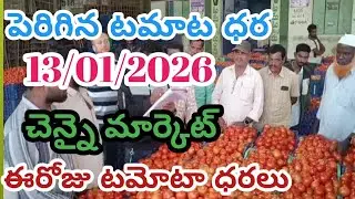 Chennai Tamil Nadu Market Today Tomato Prices /13/01/26/Today Tomato Market Chennai price in rate...