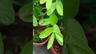 Lemon Plant Pest Watch &ndash; Manual Removal During Rain!