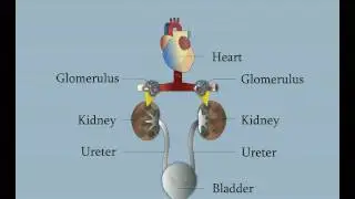 Normal Kidney Function