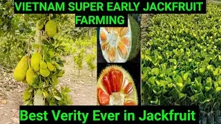 वियतनाम सुपर अर्ली कटहल की खेती ll Vietnam Super Early Jackfruit Farming ll Contact -9153699784