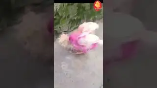 World's Cutest Chickens, Colorful Chickens, Rainbow Chickens, Cute Ducks, Cats, Fish, Cute Animals