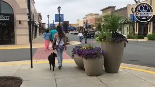 Onyx, 1 1/2 Year Old Pomsky, Best Pomsky Dog Trainers, Northern Virginia Dog Trainers