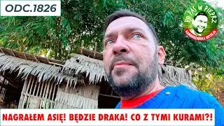 Nagrałem Asię! Będzie draka! Co zrobimy z tyloma kurami?! Odc.1826