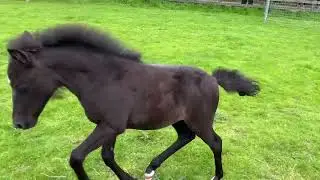 Rescued foal Ruby's first turnout on grass | Redwings Horse Sanctuary
