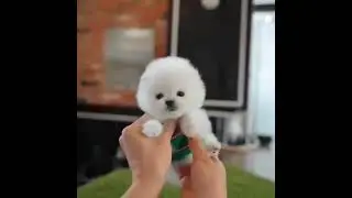 Bichon Frize r surprisingly cute & funny snow-white dogs Бишон фризе удивительно милые и белоснежные
