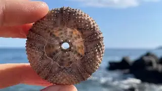[S1/E23] Dvim devint ir trisde&scaron;imt. Giardini Naxos ir Taormina