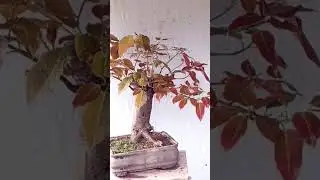 Indian maple (Ficus lipstick).