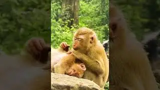 Cute Baby Monkey - Most Smart Baby Monkey In The  World