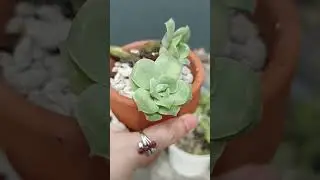 Lovely Rose, it survived ☺️ #succulent #succulentcare #cns #fyp #lifestyle #music #challenge