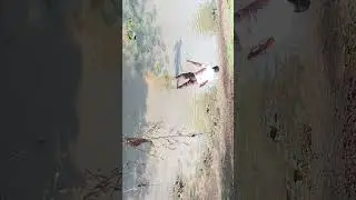 Amazing Fish Hunting / Wild Style Fishing / Catch Fish Using Hand#youtubeshorts #fishing #monster