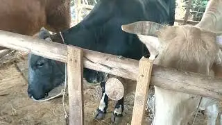 Beef prices are high at the end of the year, so everyone's going to be well-off.