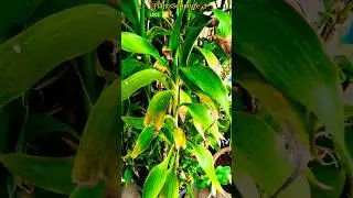 Tallest Lucky Bamboo Plant Problems Issues |Lucky Bamboo Plant Diseases|Tallest Stem Lucky Bamboo