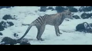The Hunter - Tasmanian Tiger Scene (spoilers)