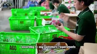 Dragon fruit production process at a factory of AGO import-export company