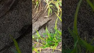 Lizard at the beach in St. Vincent #reptile #nature #caribbean #travel #beach #animals #wildlife