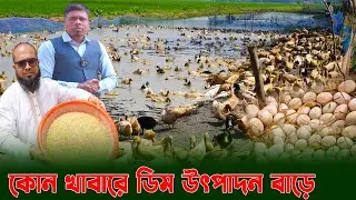 কোন খাবারে ডিম উৎপাদন বাড়ে | হাঁসের খামার | Duck farming | Khamar Bangla 24.