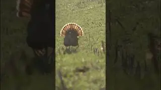 Backlit Iowa Gobbler #turkeyhunter #turkeyhunting #wildlife #turkeyhunt #shortvideo