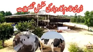 Azhar UK's dairy farm||Semi controlled dairy farm ||Cow farming in Pakistan |Buffalo and Cow farm